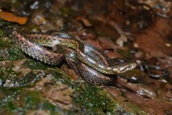 Hebius deschauenseei, Deschauensee's keelback - Doi Phu Kha National Park (48535911367).jpg