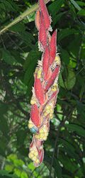 Heliconia mutisiana (9712591868).jpg