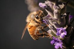 Honeybee on Lavender.jpg