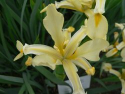Iris orientalis 2007-05-13 356.jpg