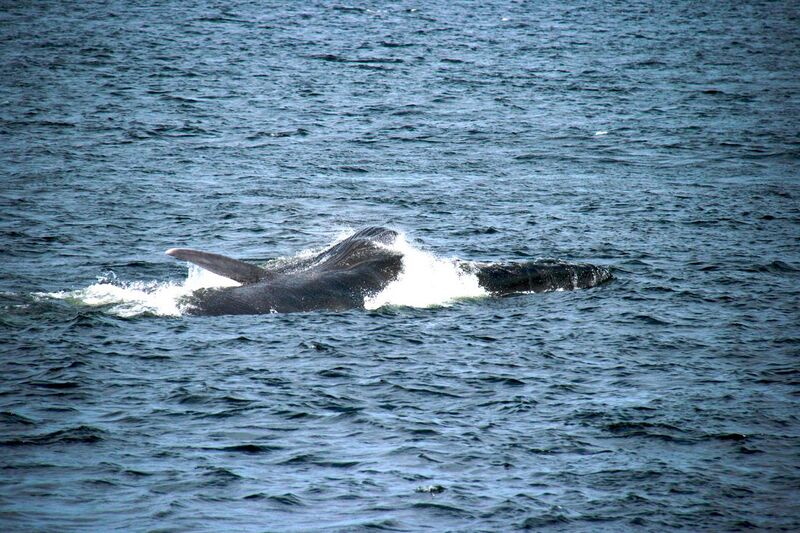 File:Jour 6 En guise d'aurevoir, la plus grosse baleine nous rend visite.jpg