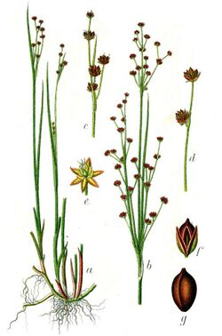 Juncus alpinoarticulatus Sturm13.jpg