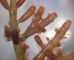 Close-up of a red alga ("Laurencia" sp.), a marine seaweed from Hawaii.