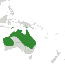 Litoria rubella range.png