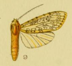Lophocampa longipennis.png