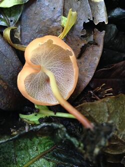 Marasmius cladophyllus 521647.jpg