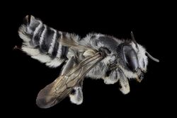 Megachile texana, F, Side, MD, Baltimore 2013-06-25.18.13.49 ZS PMax.jpg