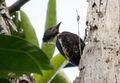 Meiglyptes jugularis (Black-and-buff Woodpecker).jpg