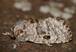 Metarbelid Moth (Salagena obsolescens) (32501888355).jpg