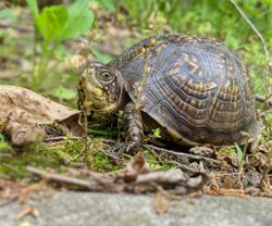 Missouri Box Turtle.jpg