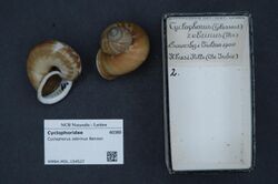 Naturalis Biodiversity Center - RMNH.MOL.154527 - Cyclophorus zebrinus Benson - Cyclophoridae - Mollusc shell.jpeg