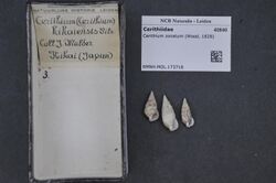 Naturalis Biodiversity Center - RMNH.MOL.173716 - Cerithium zonatum (Wood, 1828) - Cerithiidae - Mollusc shell.jpeg