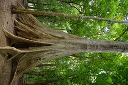 Nilambur teak forest 3755 -Tetrameles nudiflora.JPG