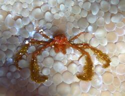 Orang Utan Crab-Achaeus japonicus (33048430982).jpg