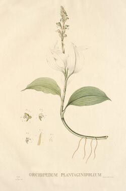 Orchipedum plantaginifolium.jpg