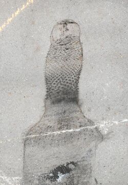 Ottoia prolifica NMNH 57622.jpg