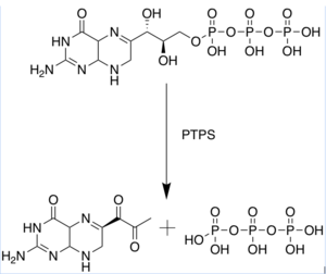 PTPS catalyzed synthesis of 6-Pyruvoyltetrahyrdopterin