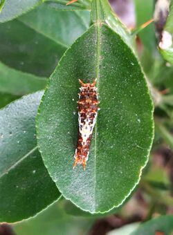 Papilio rumiko on a lemon leaf.jpg