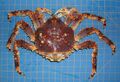 Paralithodes platypus (Blue king crab).jpg