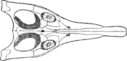 Peloneustes Skull Dorsal View - Extracted.png