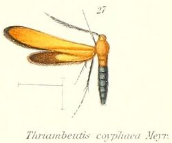 Pl.2-27-Thriambeutis coryphaea Meyrick, 1912.jpg