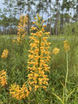 Platanthera chapmanii.jpg