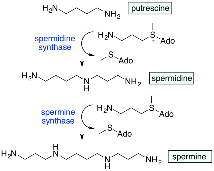 File:Polyamine synthesis.png