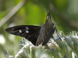 Polygonus leo P1380893a.jpg