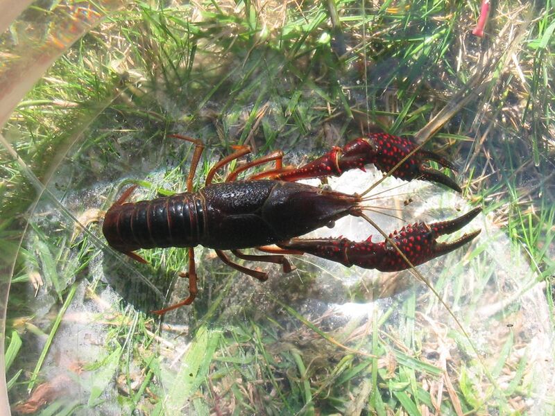 File:Procambarus clarkii top.jpg
