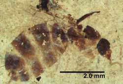 Proiridomyrmex rotundatus specimen.png