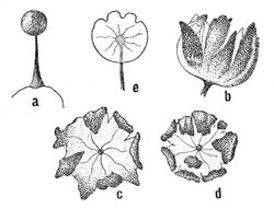 Life cycle of "Barbeyella minutissima". A) Sporangium; b) through e) open sporangium; b) from the side; c) and d) from above; e) transparent peridium