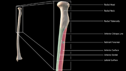 Radius Anteiror Proximal.png