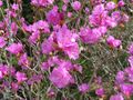 Rhododendron dauricum4.jpg