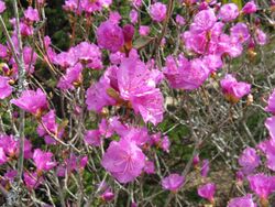 Rhododendron dauricum4.jpg