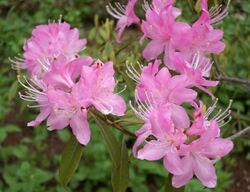 Rhododendron davidsonianum Ruth Lyons.jpg