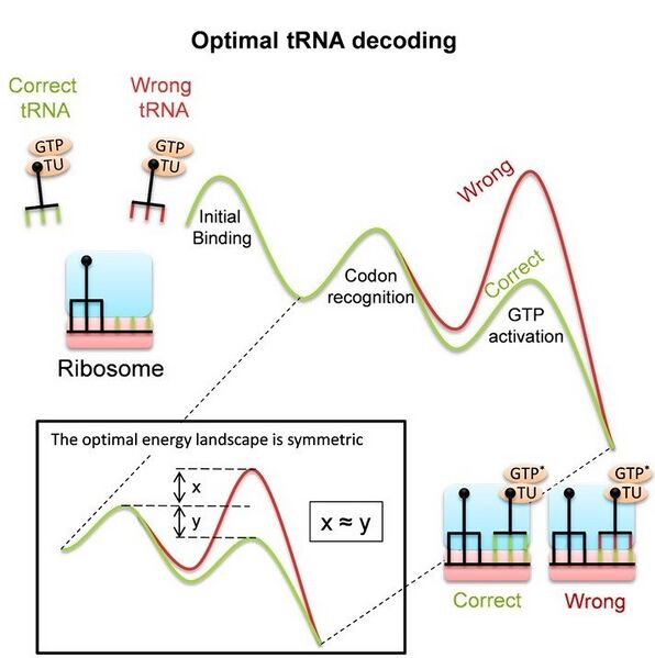 File:Ribosome uses conformational proofreading for tRNA decoding.jpg