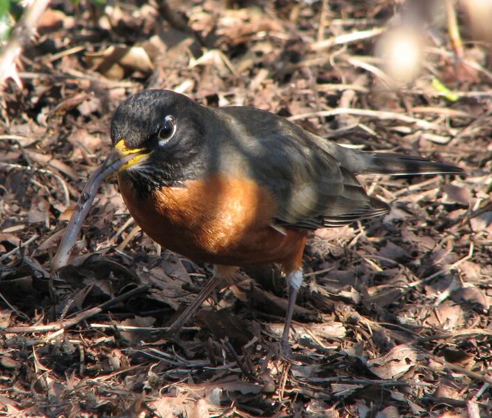 File:Robin eating a worm in spring.jpg