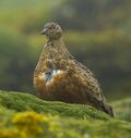 Rufous-bellied Seedsnipe (Attagis gayi) - Papallacta - Ecuador.jpg