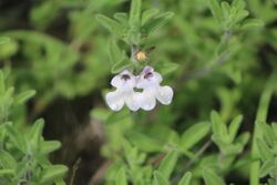 Salvia axillaris.jpg