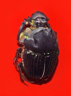 Scarabaeidae - Diabroctis mimas.jpg