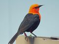 Scarlet-headed Blackbird RWD4.jpg