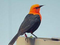 Scarlet-headed Blackbird RWD4.jpg