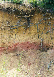 Soil profile with a red, iron-manganese accumulation layer in the middle.