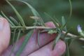 Symphyotrichum defoliatum 99902649.jpg