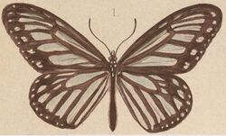 T6-01-Ideopsis hewitsonii Kirsch, 1877.JPG