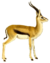 The book of antelopes (1894) Gazella thomsoni white background.png