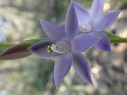 Thelymitra macrophylla flower.jpg