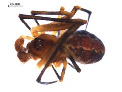 Theridion glaucescens m.jpg
