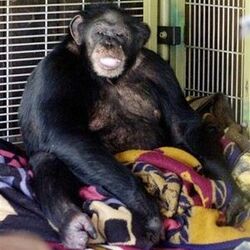 Travis chimpanzee.jpg