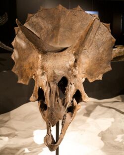 Triceratops skull frills.jpg